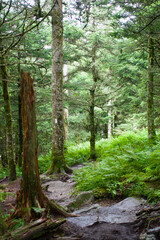 Appalachian Trail in Great Smoky Mountains National Park