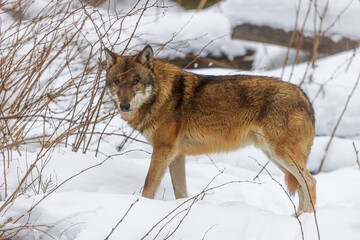 male Eurasian wolf (Canis lupus lupus) standing in the snow behind a fallen bush over which he is focused