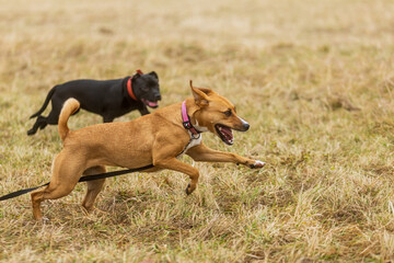 two dogs chasing each other in the meadow with a leash wagging behind one of them