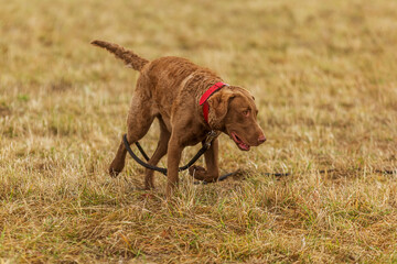 male Chesapeake Bay Retriever happily and cheerfully running around the meadow