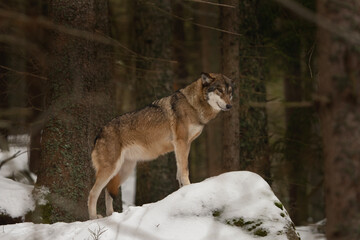 Fototapeta premium Eurasian wolf in the winter forest. Wolf pack during the winter in Europe. European wildlife. 