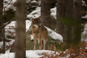Naklejka premium Eurasian wolf in the winter forest. Wolf pack during the winter in Europe. European wildlife. 