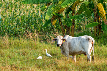 Cattle egret and grazing Kho-Lan cows in the countryside of Prachuap Khir Khan, Thailand