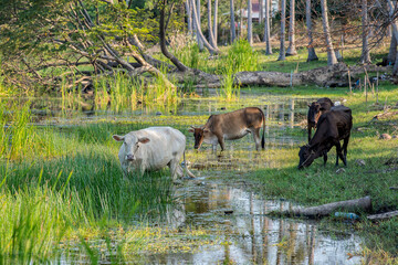 Kho-Lan cow grazing in the countryside of Prachuap Khir Khan, Thailand