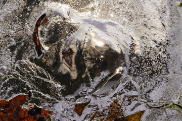 Winter ist bei Frost die Zeit gefrorene Kunstwerke der Natur zu entdecken und im Bild festzuhalten.  Eiskristalle, gefrorene Pfützen bis zu Raureif bieten fast unzählige, faszinierende Motive.