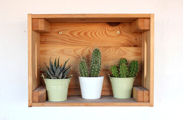 Three small cacti in a wooden box