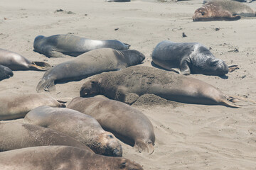 Northern elephant seals (Mirounga angustirostris) lining the beach along Pacific Coast Highway (Highway 1) in California, USA.