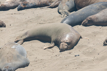 Northern elephant seals (Mirounga angustirostris) lining the beach along Pacific Coast Highway (Highway 1) in California, USA.