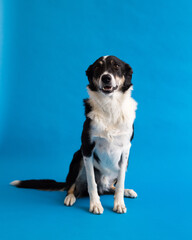 Selective focus view of handsome short-haired border collie sitting against plain blue background staring with intent expression