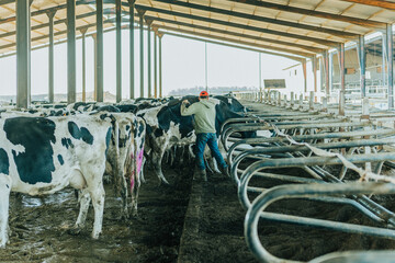 a man with his back turned fixes cows cubicles housing on a cattle farm