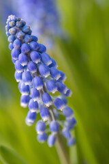 Blaue Traubenhyazinthen