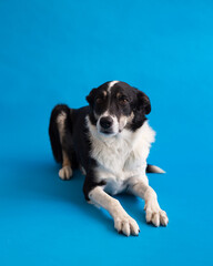 Selective focus view of handsome short-haired border collie lying down against plain blue background staring with intent expression