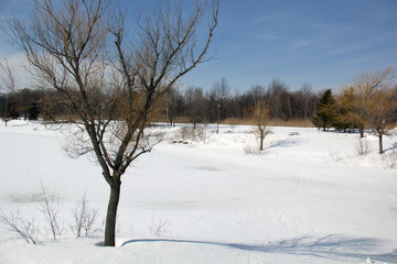 Winter landscape in a park