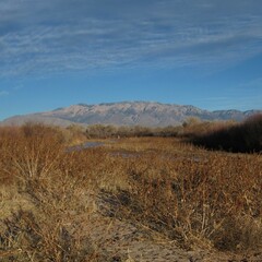 The Sandia Mountains from the Rio Grande Bosque