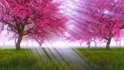 Obraz na płótnie Canvas Peaceful spring scenery with lush blooming sakura cherry orchard basking in sunlight and sun rays shining through trees in full blossom. With no people decorative 3D illustration from my 3D rendering.