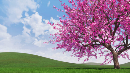 Spring landscape with single blooming pink sakura cherry tree in full blossom on hills covered by fresh green grass at springtime. With no people decorative 3D illustration from my 3D rendering. © Marsea