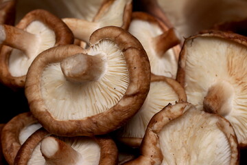 group of shiitake mushrooms, shitake texture, mushroom ingredients
