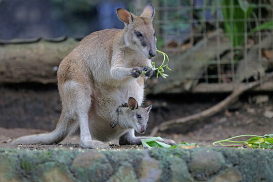 An Eastern hare wallaby mother is looking for food while holding her baby in a pouch on her belly. This marsupial has the scientific name Lagorchestes leporides. 