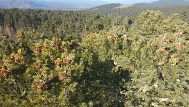 View from above. Korean cedar pine. Ripe cones of Far Eastern cedar. Close-up.