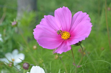 Obraz premium Flor con abeja