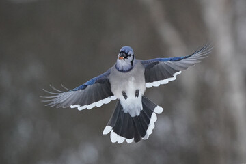 Blue Jays fighting over food in a variety of different weather conditions from sunrise to bright sun. Threat gestures and midair combat perching and flying
