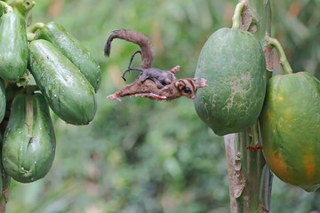 A mother sugar glider who is holding her two babies is flying to move from one papaya tree to...