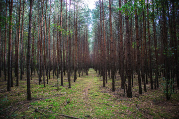 A forest path leading through a pine forest in Poland