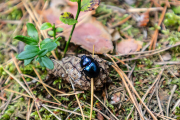 Trypocopris vernalis known sometimes by the common name spring dumbledor
