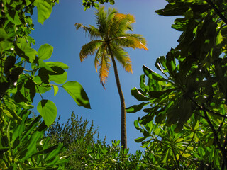 Fototapeta premium View upward on palm tree through dense green palm forest in the jungle.