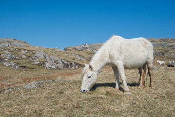 Eriskey Pony on the Isle of Eriskay Outer Hebrides, a group of western isles in Scotland. In the blue sky on a spring/summer morning