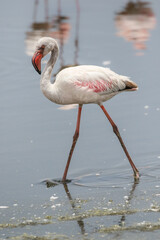 Fototapeta premium Lesser Flamingo, Walvis Bay, Namibia