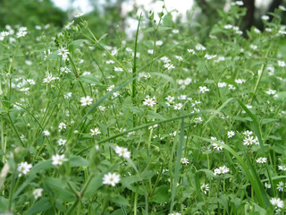 Stellaria media, chickweed, common chickweed, chickenwort, craches, maruns and winterweed in a clearing in the summer. Alternative medicine. Ingredients for beauty 