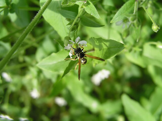 Stellaria media, common chickweed, chickenwort, craches, maruns in the summer. Wasp collects nectar from chickweed. Collection of medicinal plants for preparation of elixir