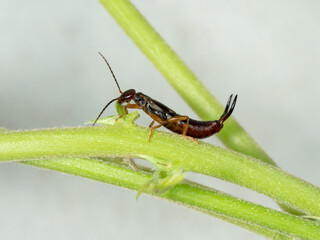 Ohrwurm / Ohrenschlüpfer auf Blatt - Dermaptera