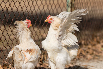 元気で遊んでいる可愛い鶏の様子
