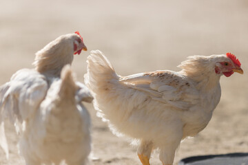 冬の農場で飼育している鶏の姿