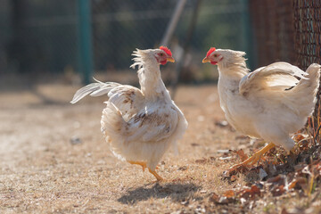 元気で遊んでいる可愛い鶏の様子