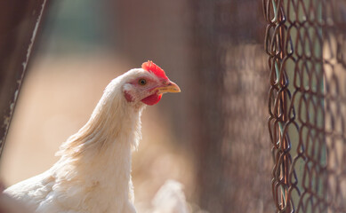 冬の農場で飼育している鶏の姿