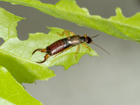 Ohrwurm / Ohrenschl&uuml;pfer auf Blatt - Dermaptera