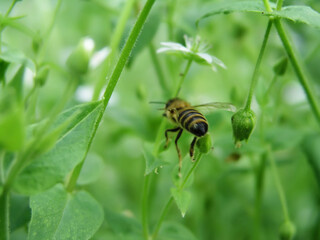 Honey bee collect nectar from Stellaria media, chickweed, common chickweed, chickenwort, craches, maruns and winterweed in clearing in summer. Collection of medicinal plants for preparation of elixirs