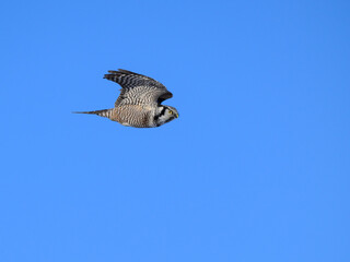 Fototapeta premium Northern Hawk Owl in Flight on Blue Sky