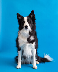 Selective focus view of handsome long-haired border collie sitting against plain blue background...