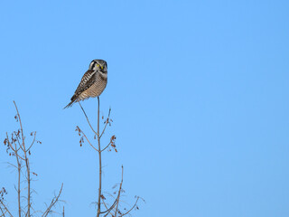 Northern Hawk Owl Perched on Top of the Tree on Blue Sky in Winter