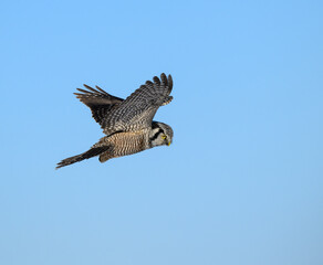 Northern Hawk Owl Landing in Winter on Blue Sky