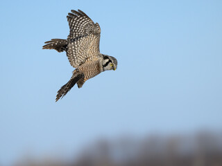 Northern Hawk Owl Landing in Winter on Blue Sky