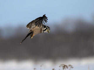 Northern Hawk Owl Landing in Winter on Gray Background
