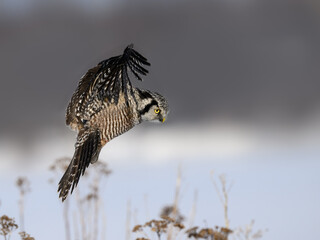 Northern Hawk Owl Landing in Winter on Gray Background
