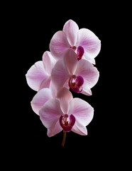 Beautiful purple Phalaenopsis orchid flowers, isolated on black background. Moth dendrobium orchid. Multiple blossoms. Flower in bloom. Beautiful details of tropical floral visuals.