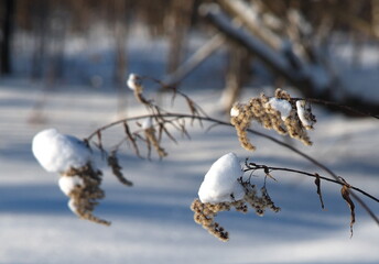 snow covered branches