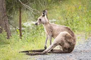 Kangaroo seated on tail